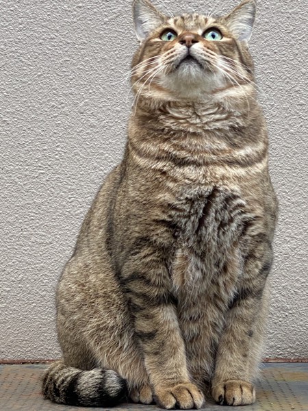 猫 キジトラ レンの写真