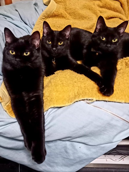 猫 黒猫 白ちゃん、青ちゃん、ムーちゃんの写真