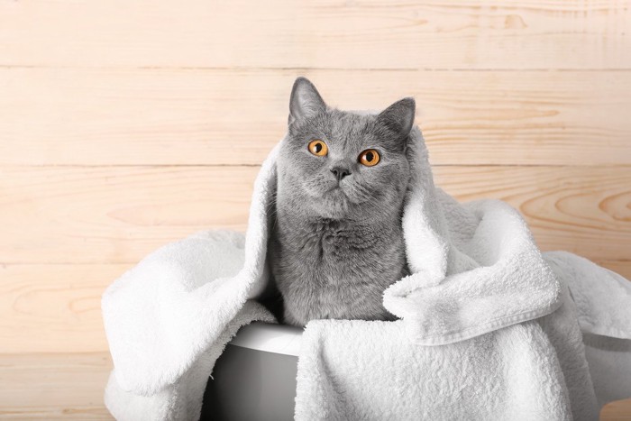 タオルを被る猫