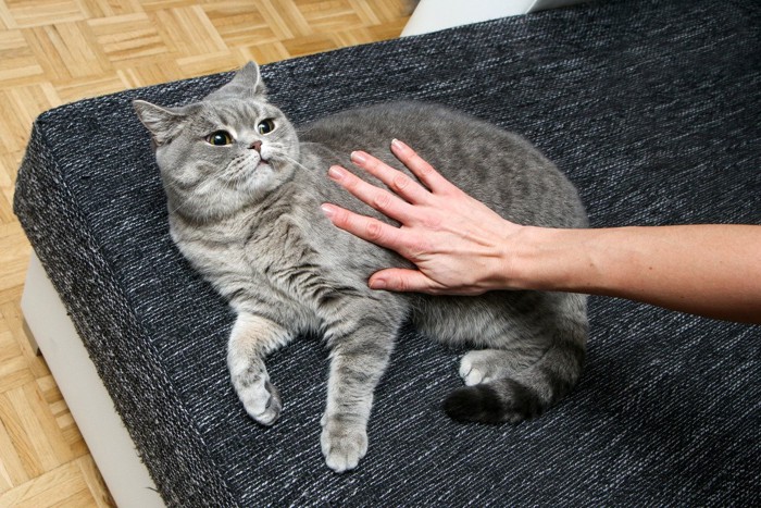 イカミミの猫にミリヤ利触ろうとする手