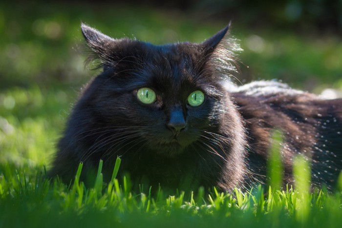 周囲を観察する黒猫