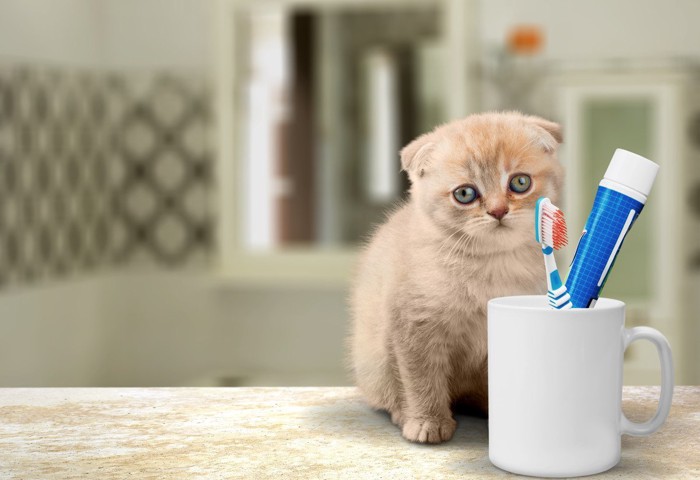 コップに入った歯ブラシ、歯磨き粉と子猫