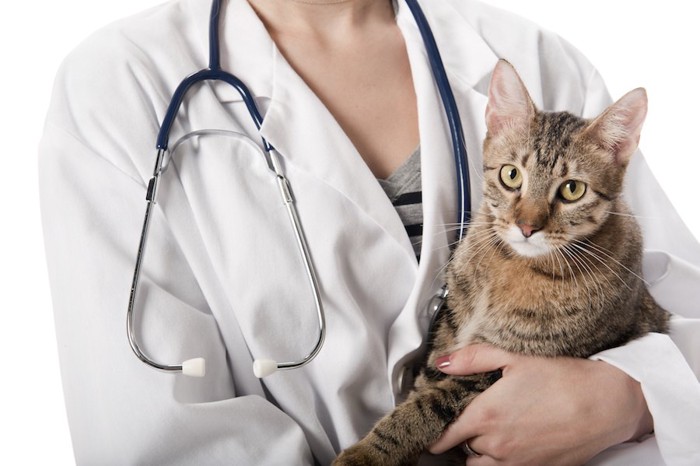 獣医師に抱かれている猫
