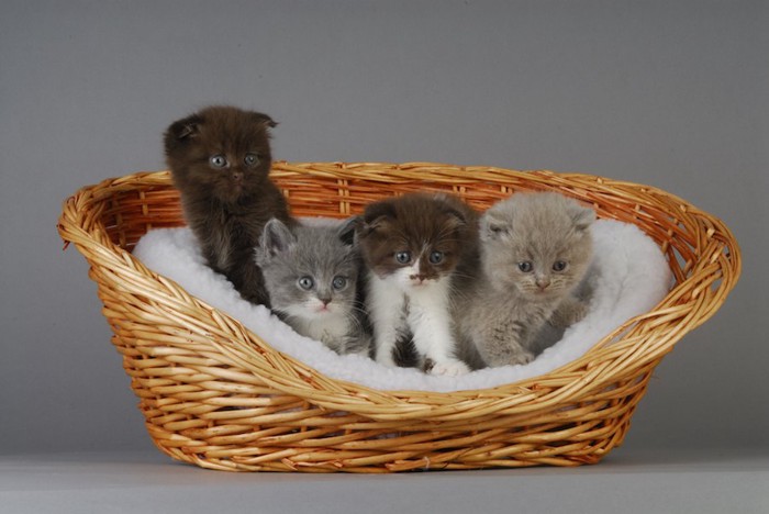 籠の中のスコティッシュフォールドの子猫たち