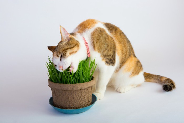 猫草を食べている猫
