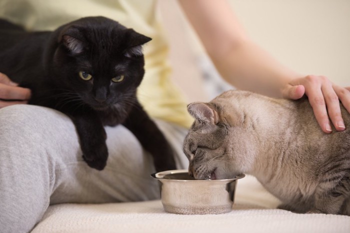 ご飯を食べる猫と飼い主の膝の上にいる猫