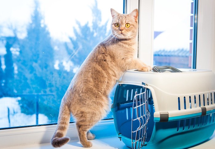 窓際に置いてあるキャリーに登る猫