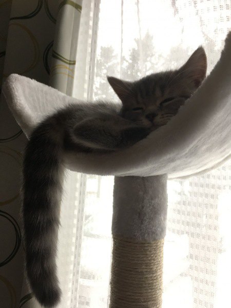 眠るブリティッシュショートヘアの子猫