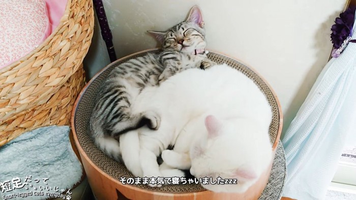 一緒に寝る子猫と白猫
