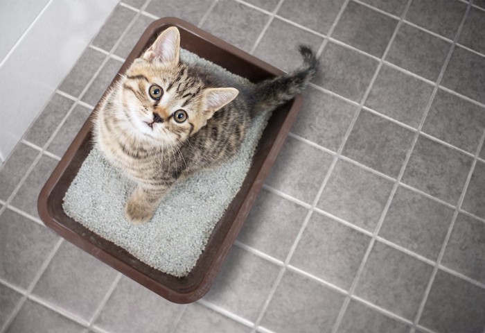 猫用トイレの中で上を見つめる子猫