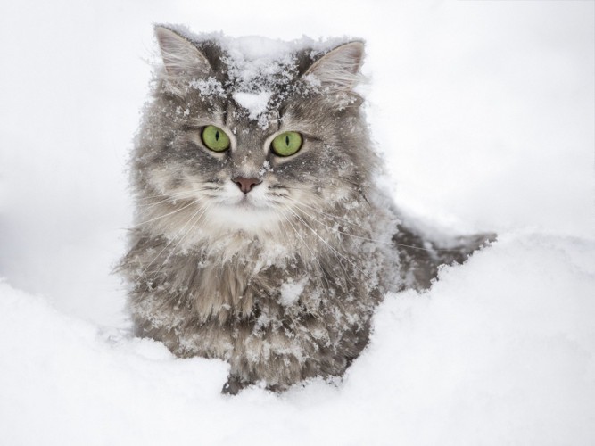 雪遊びをする猫