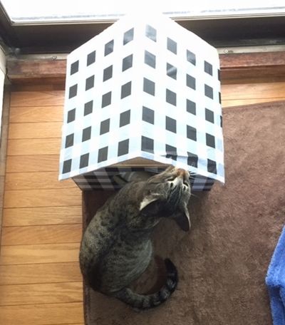 猫がハウスの屋根を噛んでいる