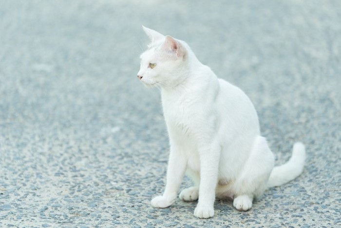 何かを見つめて座る白猫