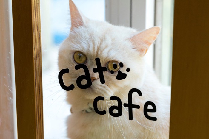 猫カフェの窓から覗く猫