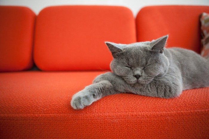 ソファの上で前足を組んで寝る猫