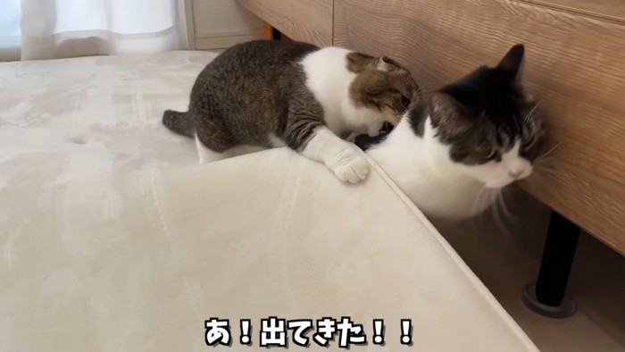 猫の背中を噛む猫