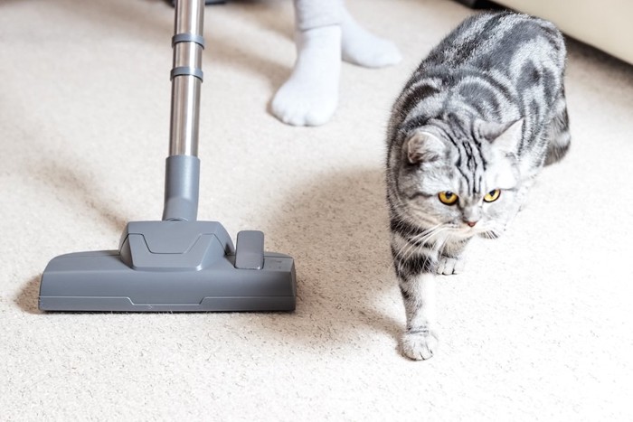 掃除機の横を歩く猫