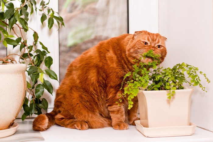 植物をかじる猫