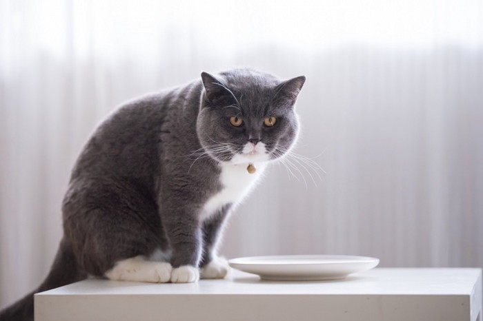 お皿の横に座る猫