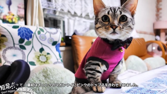 ピンク色の服を着る猫