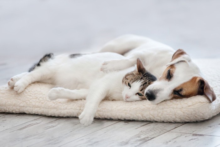 ベッドで眠っている犬と猫