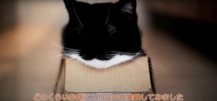 小さな箱で寝る猫