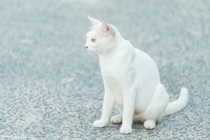 道に座る白猫