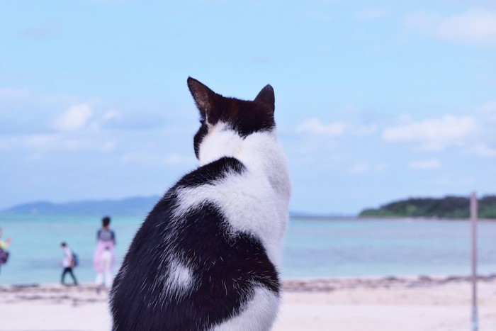 海を見ている猫の後ろ姿
