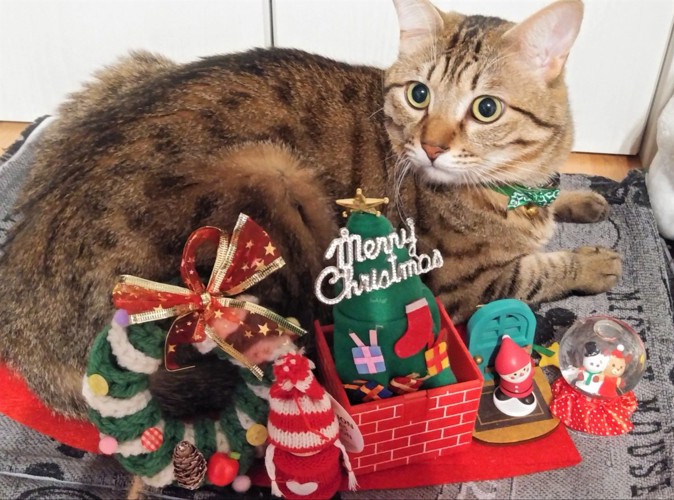 クリスマスを楽しむ猫