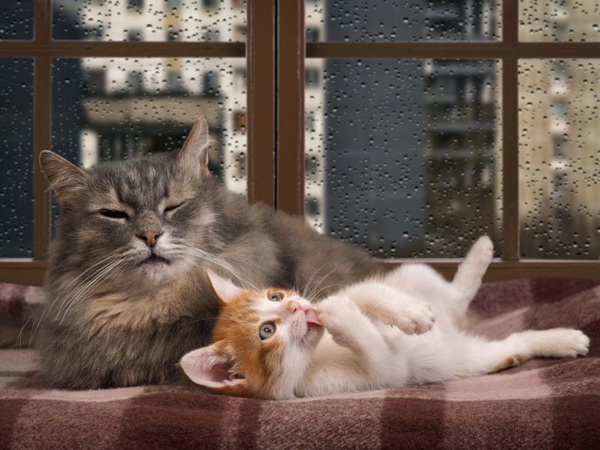 雨の降る窓の前の二匹の猫