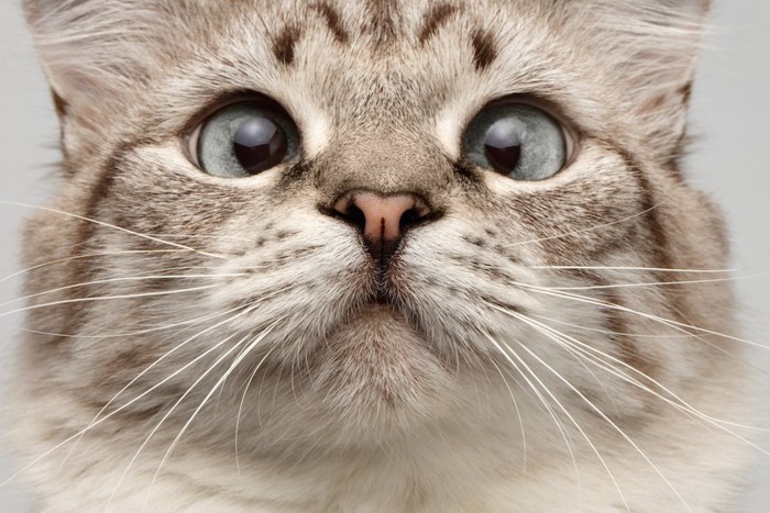 身体能力の高い寄り目の猫の顔アップ