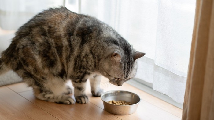 お皿を覗き込む猫