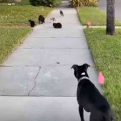 歩道に集う猫たち