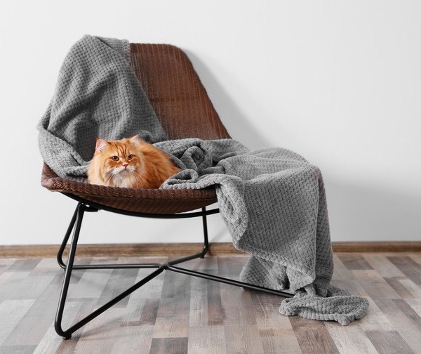 椅子の上にいる茶色の猫