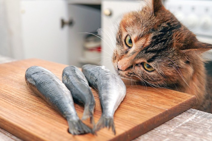 まな板の魚を狙う猫