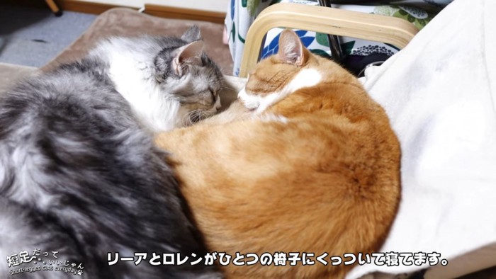 長毛の猫と茶白猫