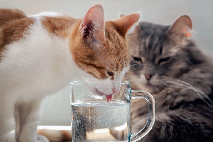 水を飲む猫と眺める猫