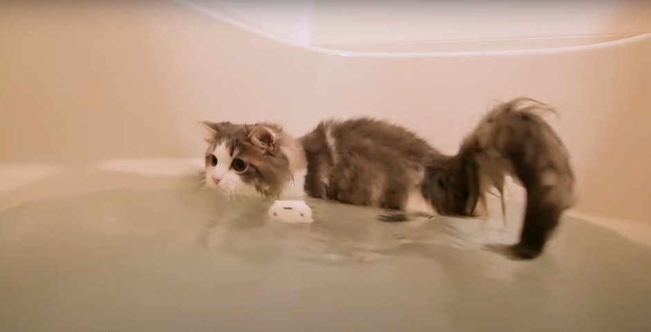 腰の高さまでお湯が張った浴槽の中の猫