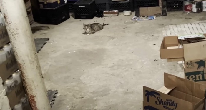 倉庫にすむ猫