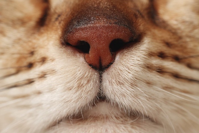猫の鼻