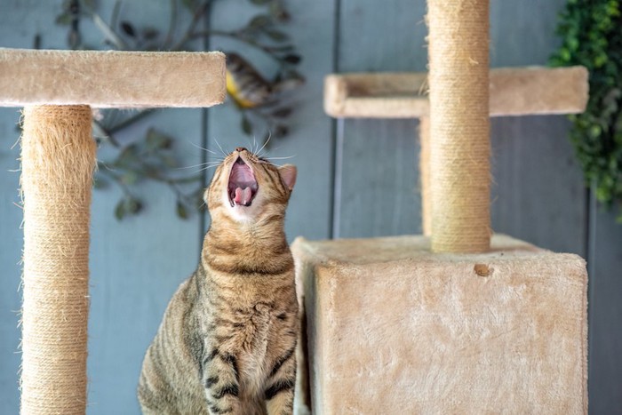 キャットタワーの上であくびをする猫