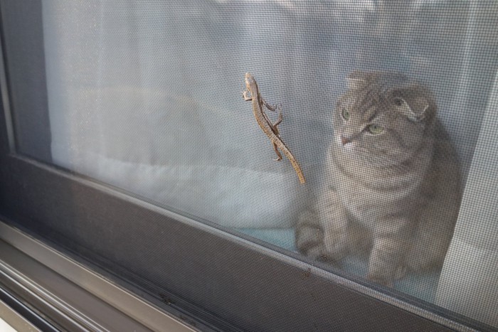 窓の外のトカゲを見る猫