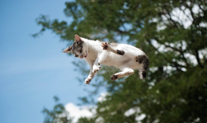 空中でジャンプ中の猫