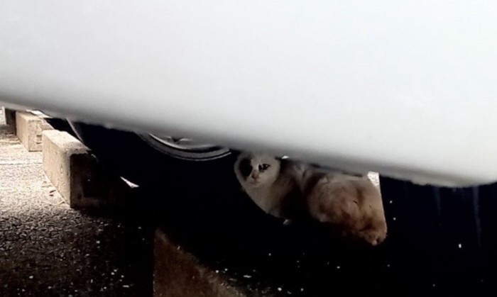 車の下に逃げ込んだ子猫