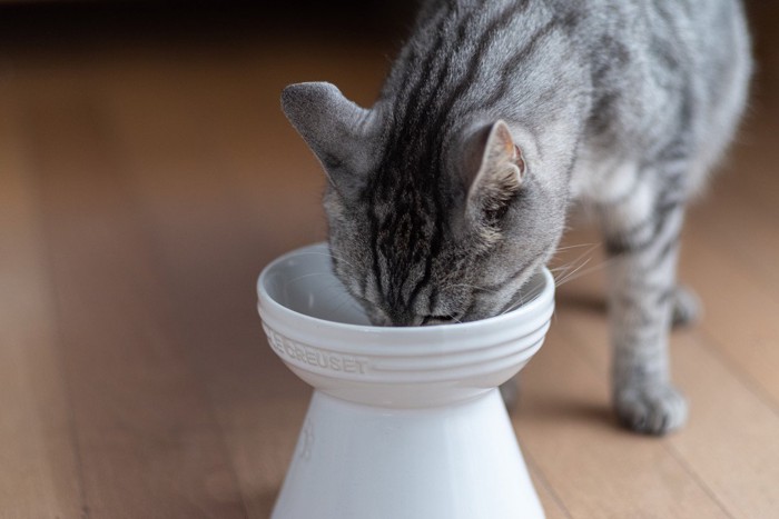 高さのある給餌皿で食事をする猫