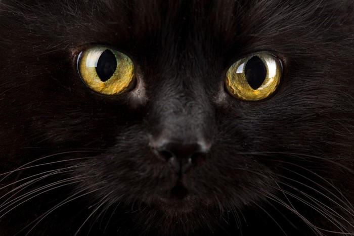 黄色い瞳の黒猫