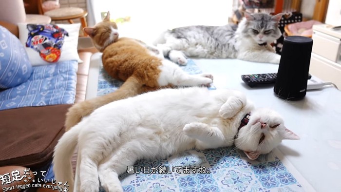 テーブルの上で寝る3匹の猫