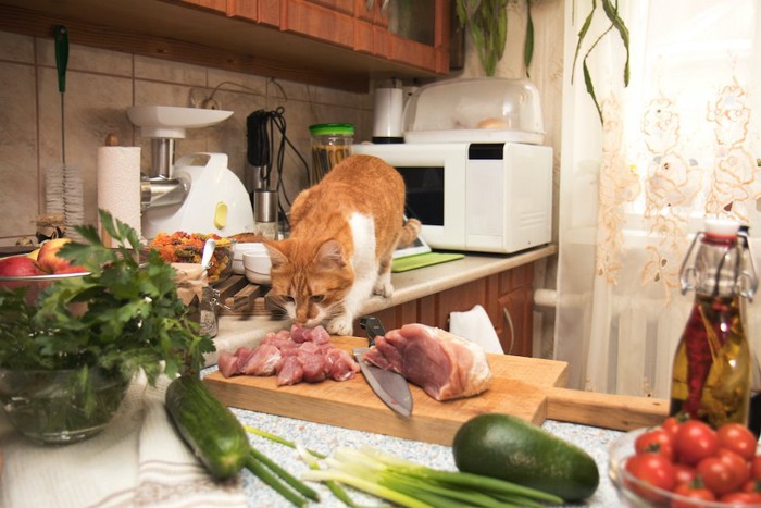 台所に乗ってお肉に顔を近づける猫