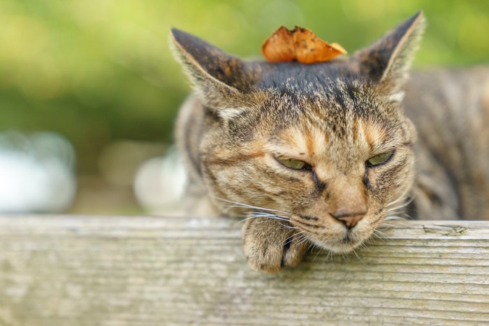 イカ耳になる落ち葉を頭に乗せた猫