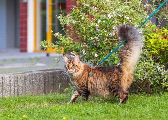 庭を散歩する長毛猫